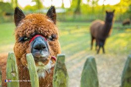 Camping avec petite ferme animale avec alpagas aux Pays-Bas